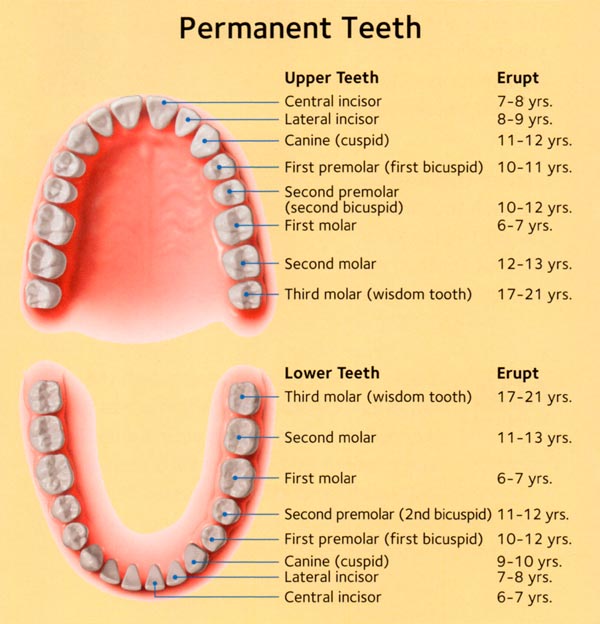 # Teeth Growth Timeline: What Parents Should Know